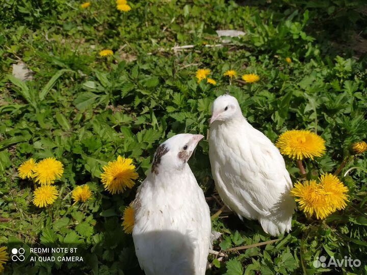 Перепела несушки