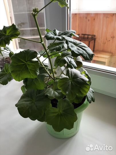 Герань пеларгония