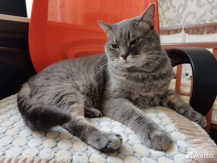 Шотландский прямоухий брутал в добрые руки