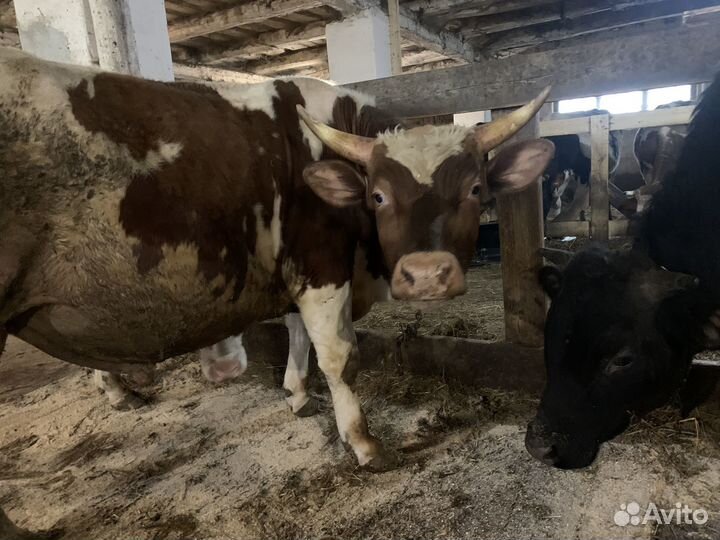 Быки айрширской породы