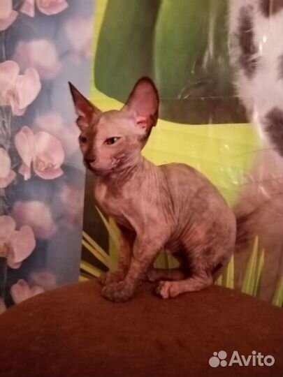 Канадский сфинкс котенок