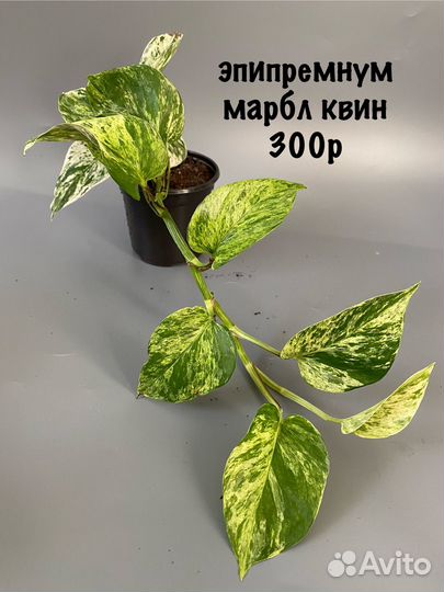 Эпипремнум марбл квин