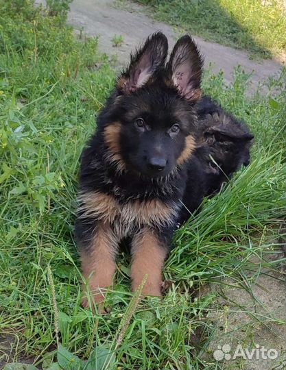 Продажа щенков