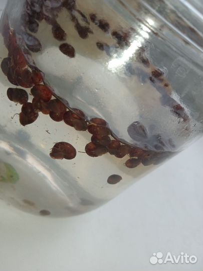 Улитки аквариумные