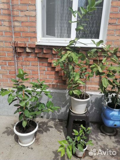 Лимонное дерево с плодами