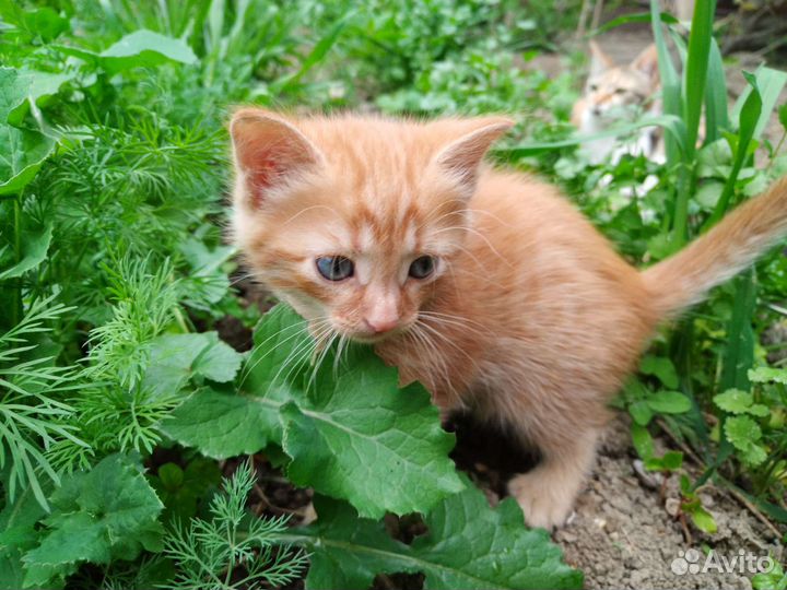 Котята в добрые руки
