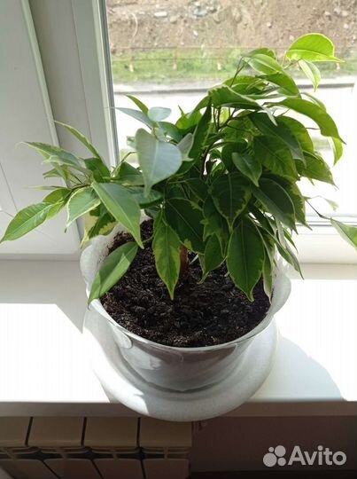 Фикус бенджамина