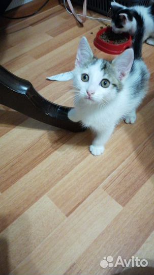 Котята