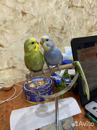 Птенцы волнистый попугай