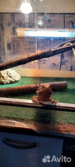 Террариум для рептилий бу
