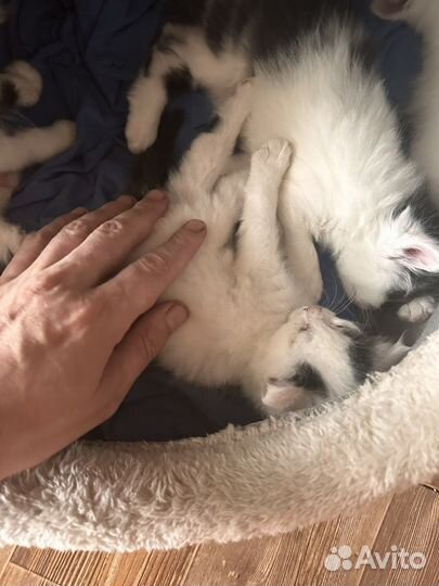 Котики и кошечки бесплатно