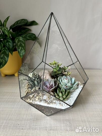 Композиция с живыми растениями