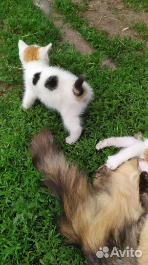 Отдам котят (кошечки)