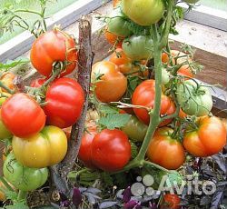 Рассада томатов для открытого грунта