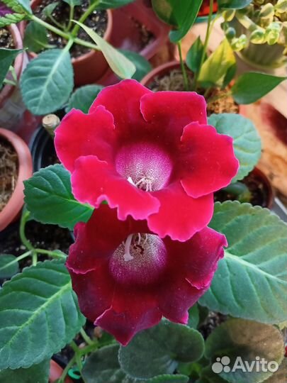 Цветущие домашние цветы