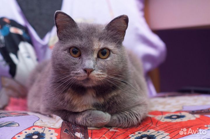 Кошка Плюшка)