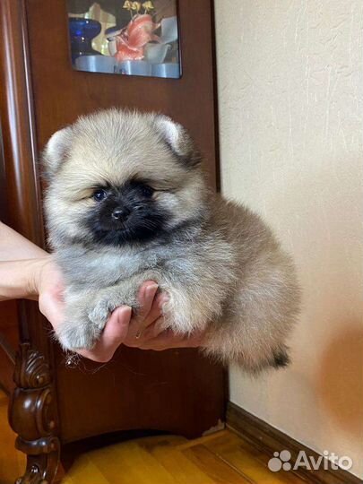 Щенки шпица