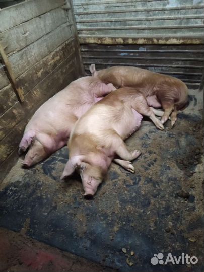 Тушенка свининая домашняя. Вес 406 грамм