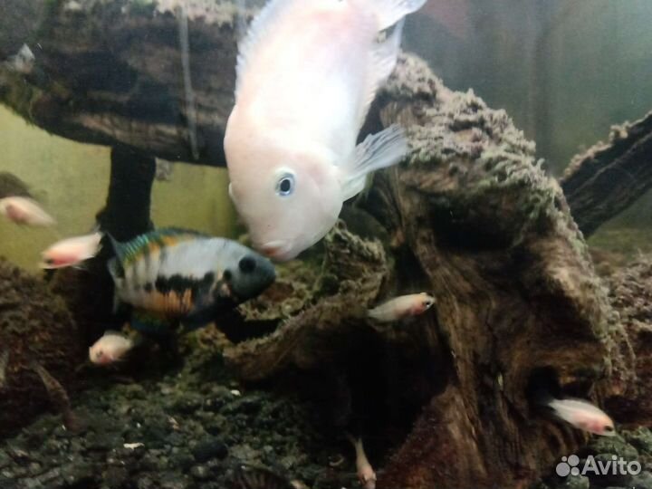 Цихлазомы чернополосые простые и фламинго