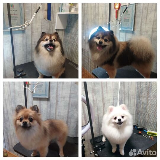 Груминг собак