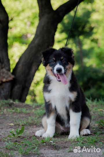 Австралийская овчарка аусси щенки