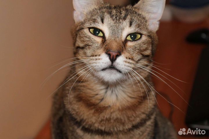 Кот Матроскин бесплатно (в добрые руки)