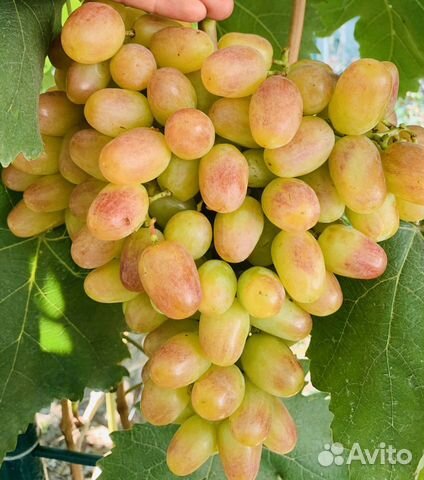 Виноград(черенки)