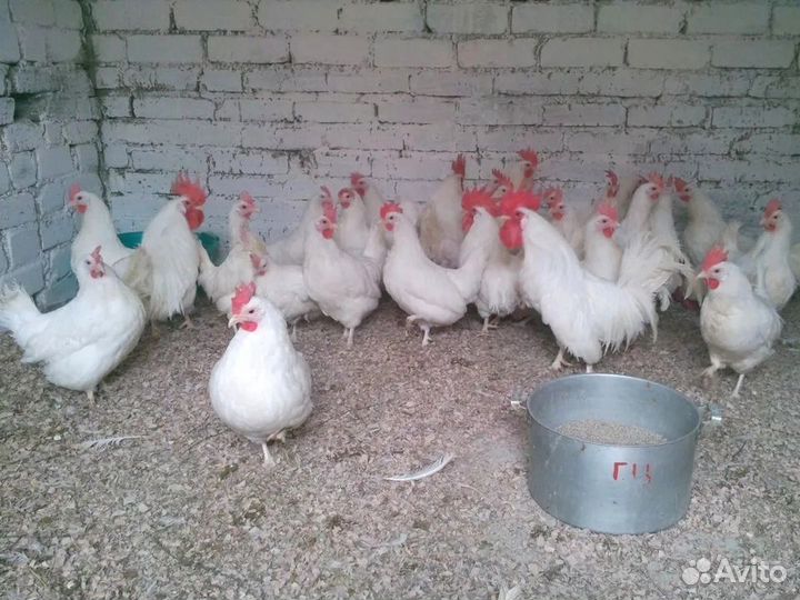 Куры несушки Кросс Коралл порода