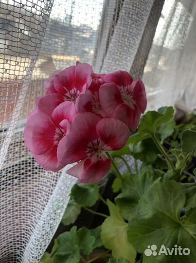 Пеларгония герань