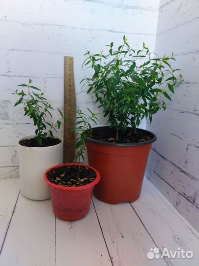 Мирт молодые черенки