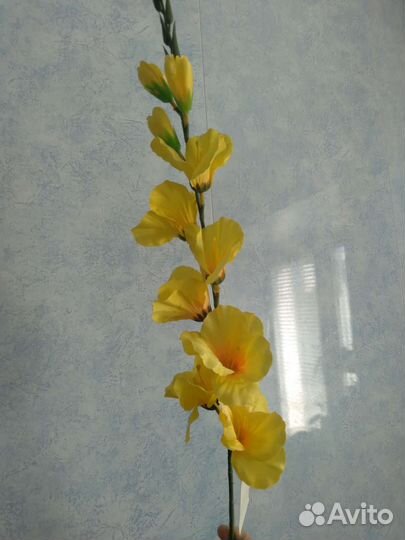 Гладиолус длина 80 см