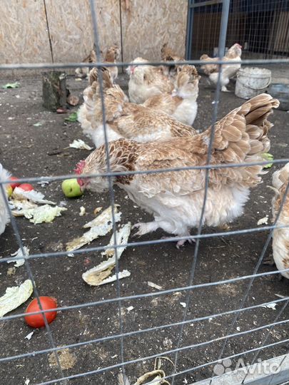 Фавероль лососевая