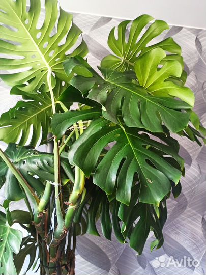 Монстера цветок для офиса/дома