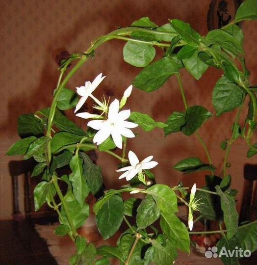 Жасмин самбак