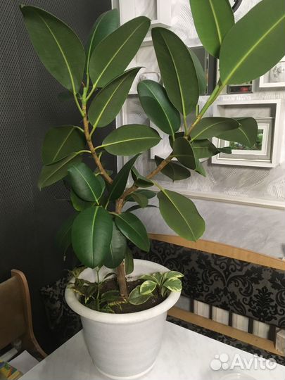 Фикус каучуковый 80 см
