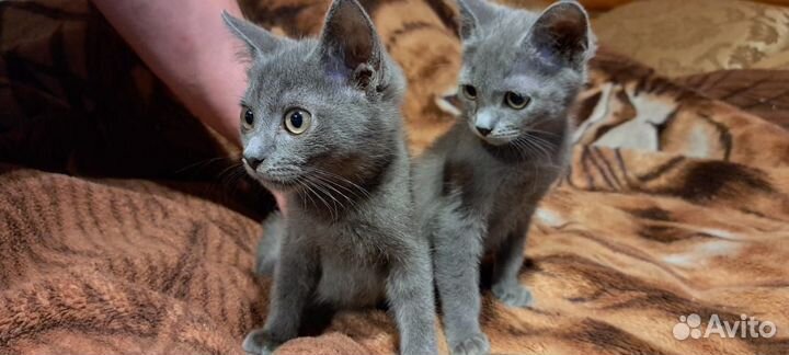 Британские котята