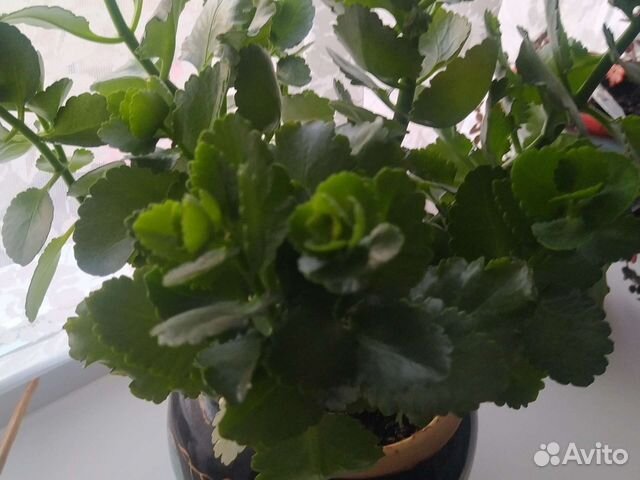 Желтый каланхоэ