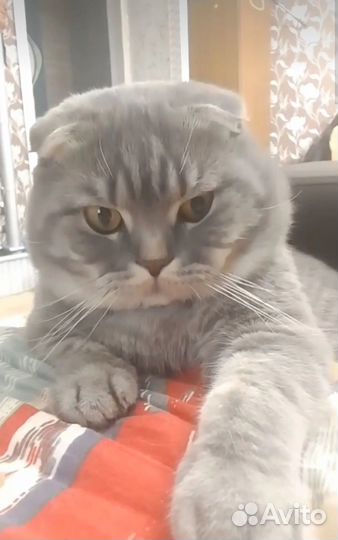 Шотландская вислоухая