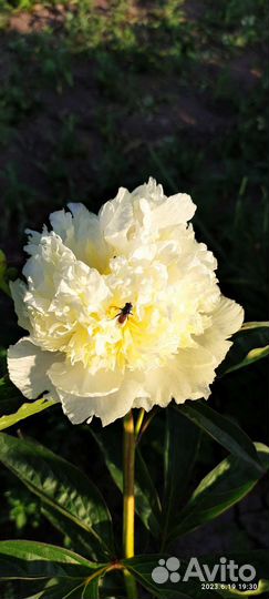 Пион.Травянистый пион.Ароматный пион.Корни пиона