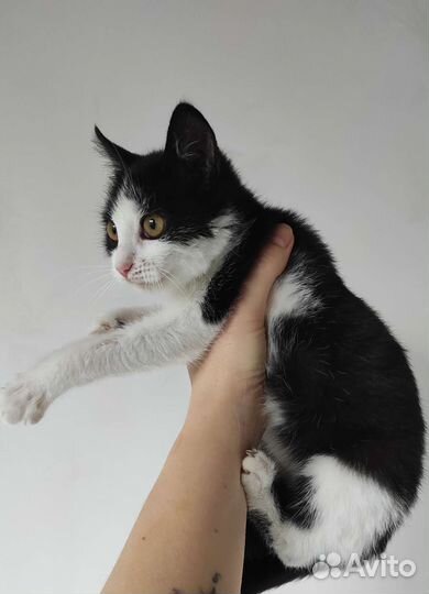 Миниатюрная кошечка