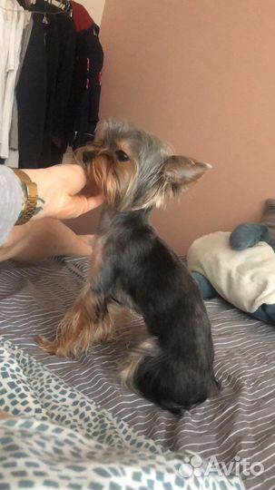 Случка доя йорика 1 год