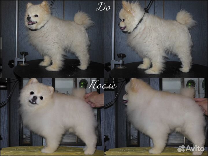 Стрижка собак и кошек (груминг)