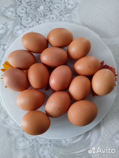 Домашние куриные яйца