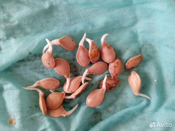 Тыква груша