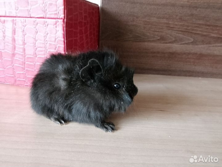 Морские свинки