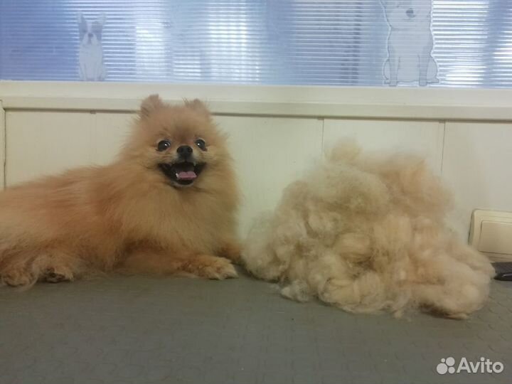 Породный груминг и спа-процедуры для шпицев