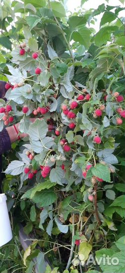 Саженцы Малины