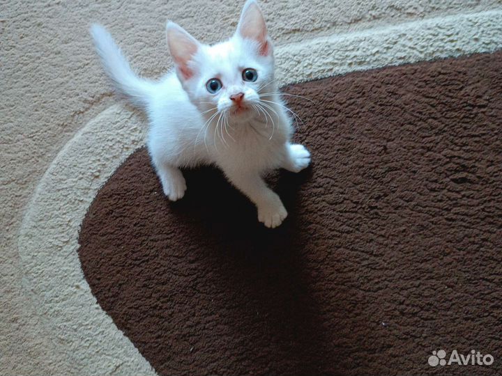 Котята в дар