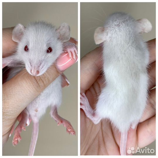 Ручные и ласковые крысята дамбо мальчики