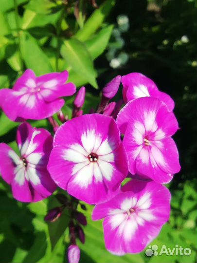 Флоксы многолетние